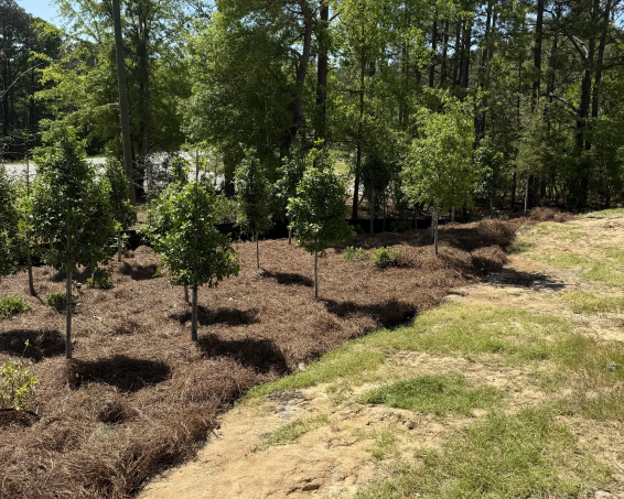 Landscaping